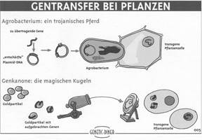 gentransfer_pflanzen_sw