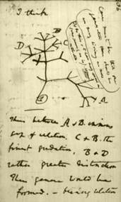 Beschreibung: darwin_1837_NotebookB_IThink